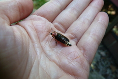 Pyractomena borealis