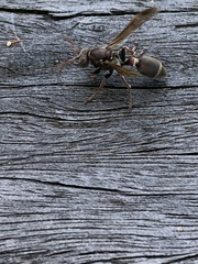 Ropalidia plebeiana