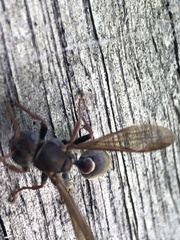 Ropalidia plebeiana