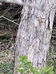 Quercus sinuata