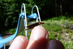 Pyractomena borealis