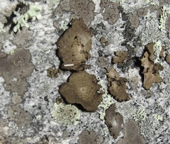 Lasallia pensylvanica