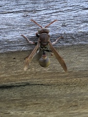 Ropalidia plebeiana