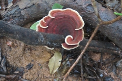 Microporus affinis