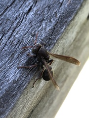Ropalidia plebeiana