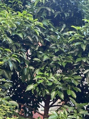 Garcinia linii