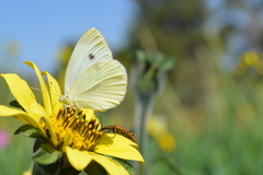 Pieris rapae rapae