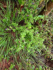 Cuphea hyssopifolia