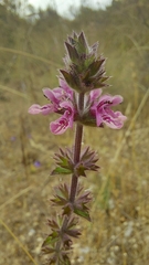Stachys grandidentata