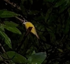 Tyrannidae