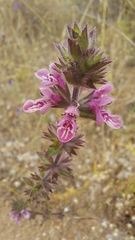 Stachys grandidentata