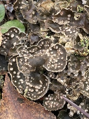 Peltigera didactyla