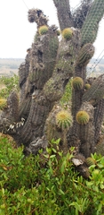 Trichocereus chiloensis