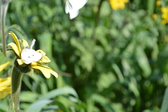 Pieris rapae rapae