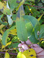 Salix lasiandra