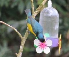 Euphonia chalybea