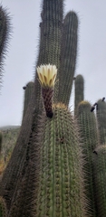 Trichocereus chiloensis