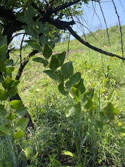 Gymnosporia buxifolia