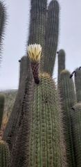Trichocereus chiloensis