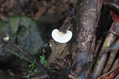 Panellus pusillus
