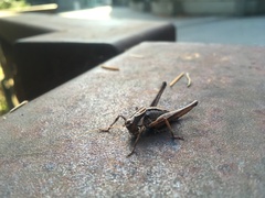 Tettigoniinae