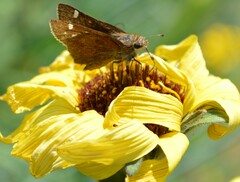 Lon melane vitellina