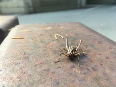 Tettigoniinae