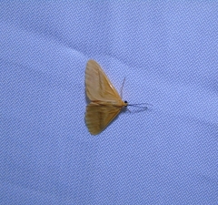 Helvibotys helvialis