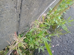 Epilobium obscurum