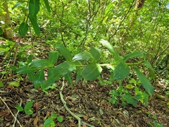 Costus woodsonii