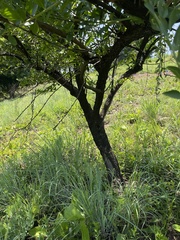 Gymnosporia buxifolia