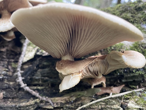 Agrocybe, 2022-11-27