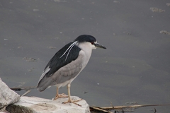 Nycticorax nycticorax