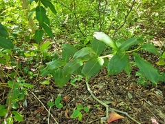 Costus woodsonii