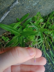 Epilobium obscurum