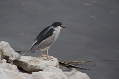 Nycticorax nycticorax