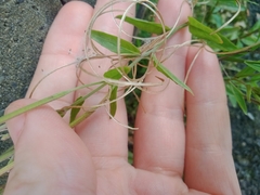 Epilobium obscurum