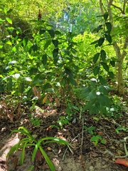 Costus woodsonii