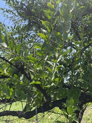 Gymnosporia buxifolia