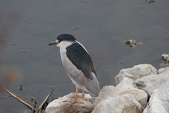 Nycticorax nycticorax