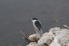 Nycticorax nycticorax