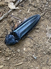 Tibionema abdominalis