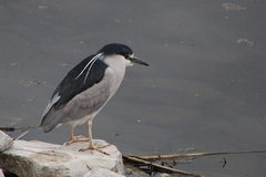 Nycticorax nycticorax