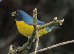 Euphonia chalybea