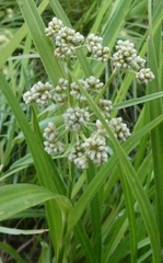 Scirpus atrovirens