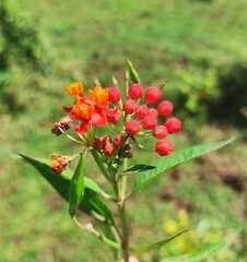 Asclepias curassavica image