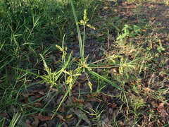 Cyperus iria
