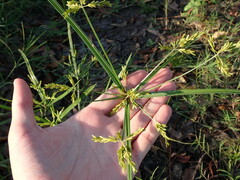 Cyperus iria