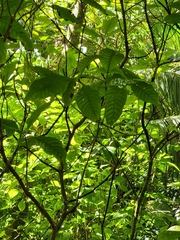 Psychotria nervosa
