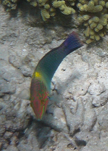 Checkerboard Wrasse, Direction Island, Cocos (Keeling) Islands, photo 10 of 10